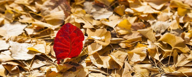 描寫秋天的唯美句子 秋天是收獲的季節