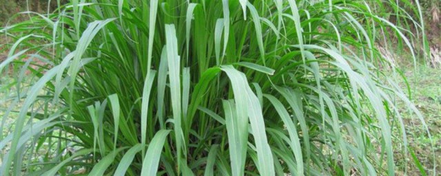 種皇竹草方法 需要註意什麼呢