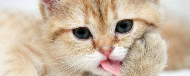 貓的舌頭為什麼有刺 貓的舌頭有刺原因