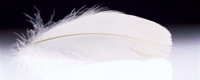 動物羽毛怎麼保存 動物羽毛的保存方式