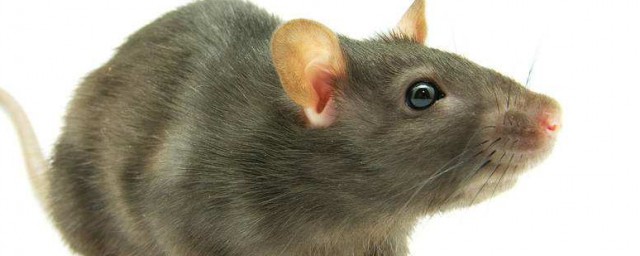 老鼠為什麼不碰粘鼠板 怎樣正確使用粘鼠板?