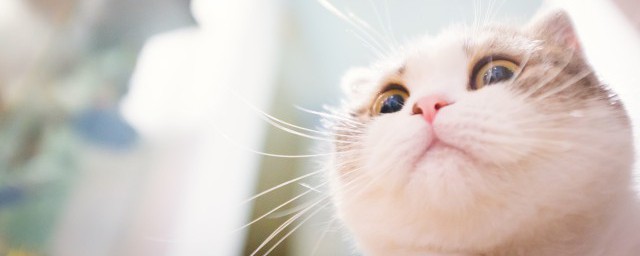 貓口臭怎麼解決 貓咪口臭應該怎麼辦