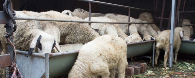 羊喂精料的方法 青貯飼料應該怎麼喂