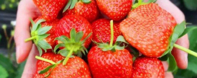 草莓冬季養護方法 需要註意什麼呢