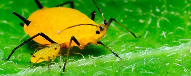 簡單除蚜蟲的方法 如何除蚜蟲