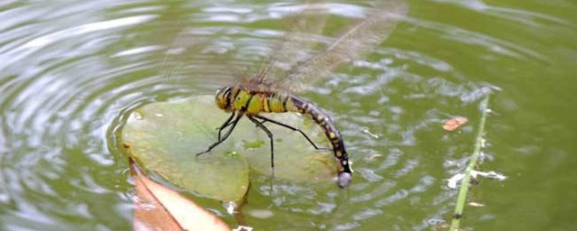 人們會利用哪種昆蟲對濕地水質進行監測 可以對濕地水質進行監測的昆蟲是什麼
