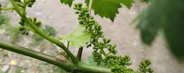 葡萄催花芽方法 需要怎麼施肥呢