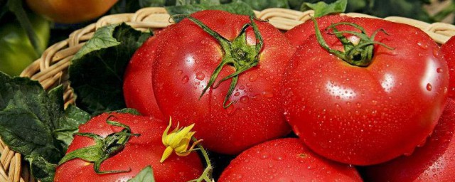 種西紅柿小竅門 種西紅柿小竅門推薦
