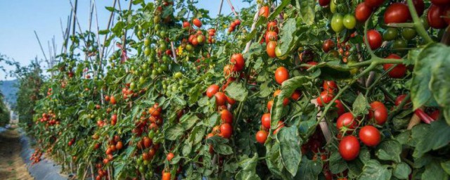 西紅柿苗什麼時候種植 西紅柿苗的種植時間