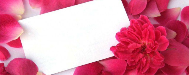 玫瑰花卡片浪漫留言 這樣寫感動對象
