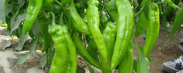 青椒如何做又熟又綠 青椒又熟又綠的做法