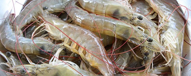 活蝦怎麼保存才新鮮 這樣保存才會更新鮮