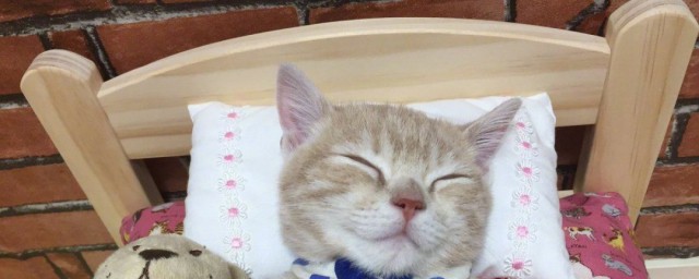 給小貓做床要怎樣做 怎麼做小貓的床