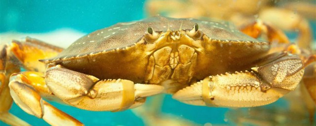 活螃蟹怎麼保存才新鮮 保存螃蟹的妙招