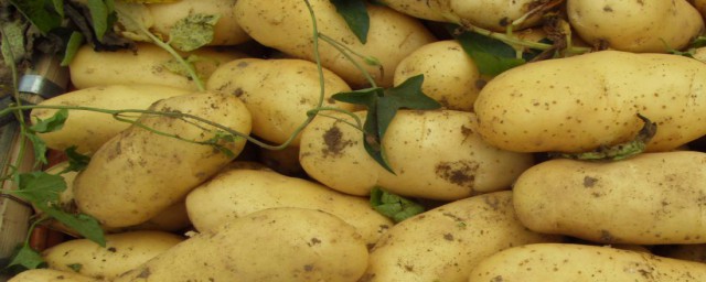 土豆顆粒怎麼做 土豆顆粒的做法