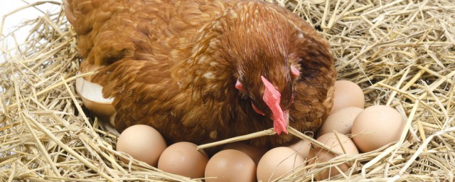 母雞賴窩怎麼處理 母雞醒窩方法分享