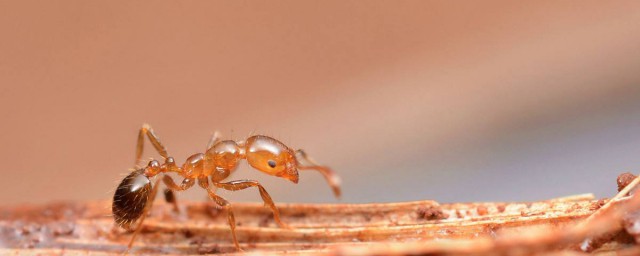 紅火蟻怕什麼 這種藥可以讓蟻群快速消滅