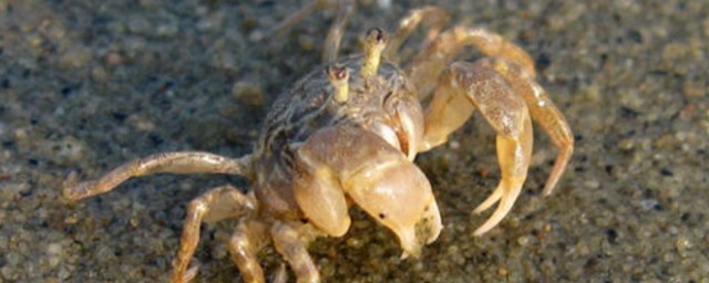 螃蟹崽怎麼養 螃蟹崽應該怎麼養活