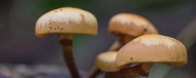 種植蘑菇菇方法 具體播種的技巧有什麼
