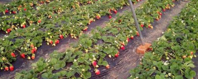 草莓苗什麼時候種植最好 草莓苗的種植時間