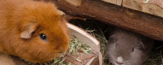 米熊的飼養方法 倉鼠米熊怎麼養