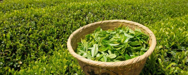 綠茶的養殖方法 綠茶栽培技術