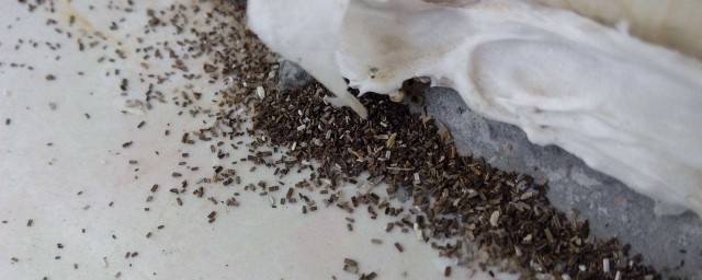白蟻咬床怎麼處理 有什麼方法處理白蟻