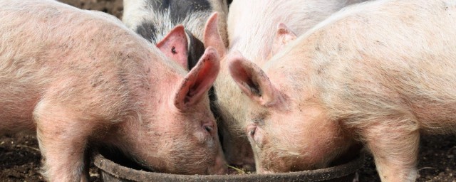 制作豬飼料方法 豬的精飼料的制作方法分享