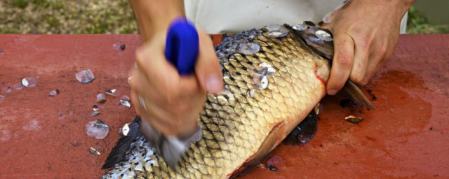 魚身上鱗片怎麼處理 快速去魚鱗方法分享