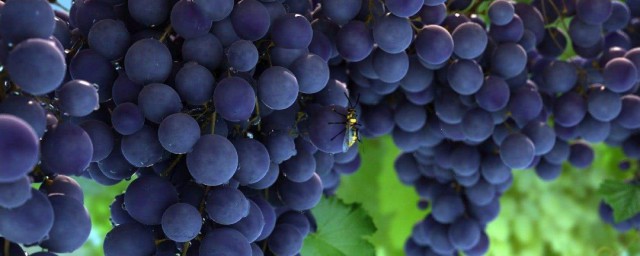 最貴的八種葡萄 最貴的八種葡萄介紹