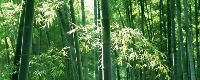 毛竹什麼時候種植最好 幾月份種竹子是最好的呢