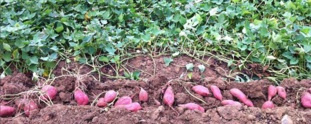 紅薯什麼時候種植最好 地瓜什麼時候種