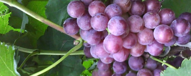 中國中原地區種植葡萄始於什麼時候 中國中原地區種植葡萄始於漢代