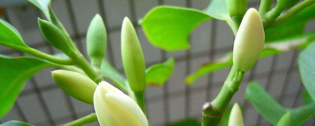 白蘭花育苗方法 白蘭花怎麼培育