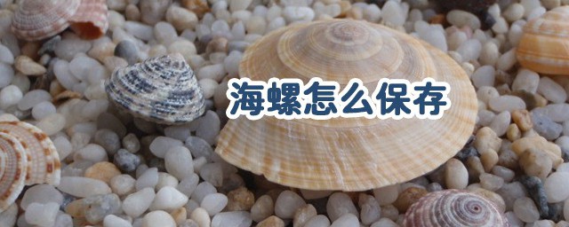 海螺的保存方法 如何存放海螺