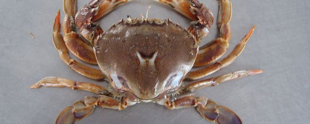 海蟹冷凍保存方法 怎麼存放海蟹