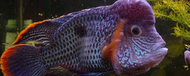 皇冠魚繁殖方法 玉面皇冠魚的繁育全程技術要點