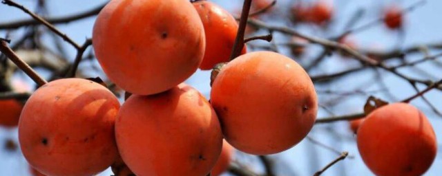 脆柿子和軟柿子的區分 脆柿子和軟柿子的區分方法有哪些