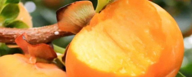 脆柿子可以直接吃嗎 脆柿子怎麼處理