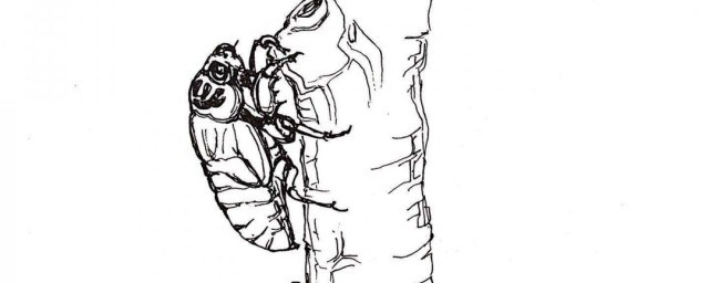 捉蟬幼蟲的技巧 捉蟬猴的方法