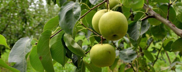 梨樹管理方法是什麼 梨樹管理方法有哪些