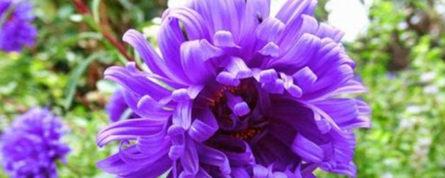 紫菊的種植方法 紫菊如何種植