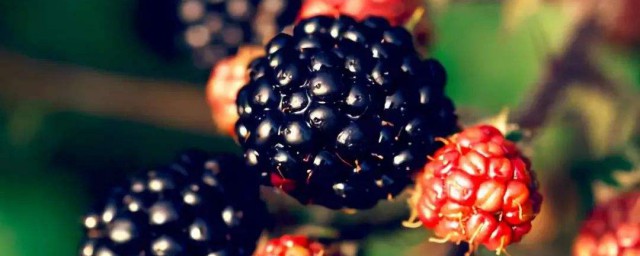 黑樹莓酒釀造方法 黑樹莓酒的釀造方法與步驟