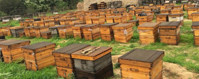 飼養蜜蜂的方法 怎樣飼養蜜蜂