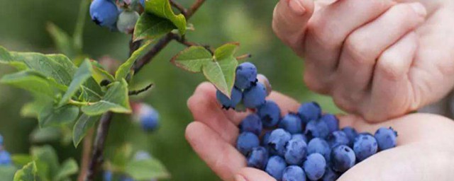 固體藍莓如何做雪媚娘 藍莓制作雪媚娘的方法