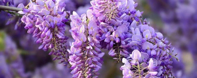 紫藤花繁枝方法 紫藤花繁殖方法