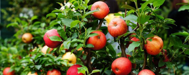 蘋果在傢裡種植方法 怎麼在傢種蘋果