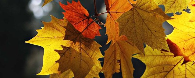 秋天的樹葉作文400字 秋天的樹葉作文范文