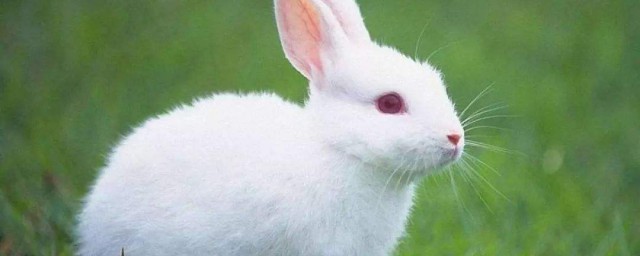 可愛的小白兔作文200字 兔子蹦蹦跳跳真可愛