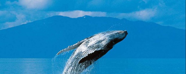 鯨的自述100字 鯨的自述范文